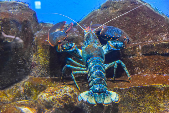 lobster in water