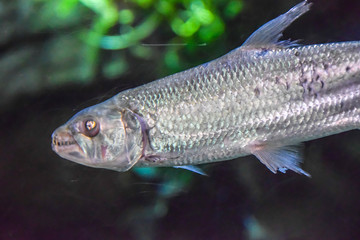 exotic piranha fish on a green background in an aquarium