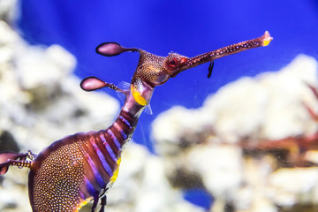 Phycodurus eques Seahorse-rag in corals on a blue background marine life under water