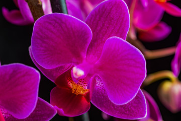 Orchidee, Orchid