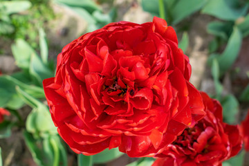 flowers terry tulips in spring in the park