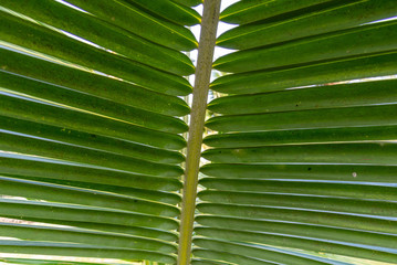 green leaf of palm tree