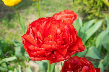 flowers terry tulips in spring in the park