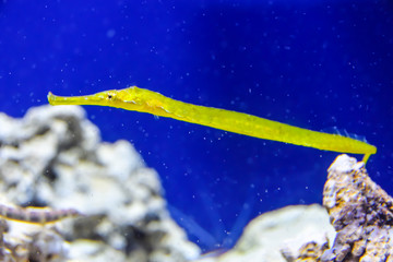 seahorse yellow striped bait under the water swims on  blue background