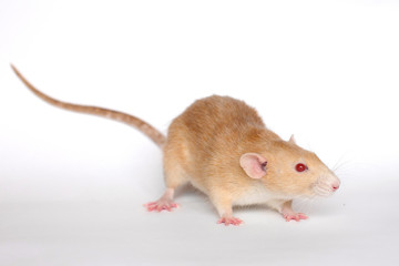 Rat. Redheaded rat on a white background