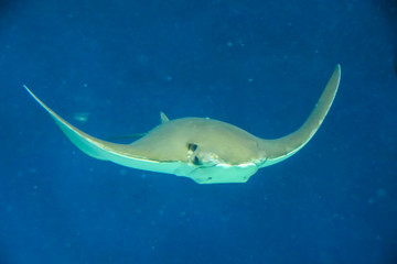 underwater photography  sea stingray swims on a blue background
