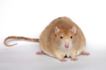 Rat. Redheaded rat on a white background