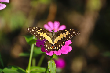 Fototapeta na wymiar Butterfly on perple flower morning time