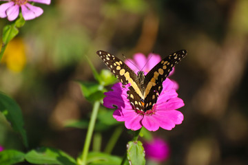 Butterfly on perple flower morning time