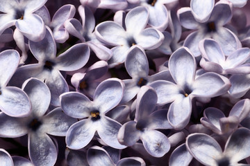 spring lilac closeup as background