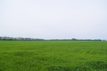 Beautiful green field and grey sky. Landscape summer.