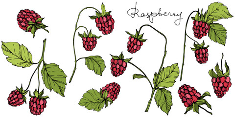 Vector Raspberry healthy food isolated. Red and green engraved ink art. Isolated berries illustration element.