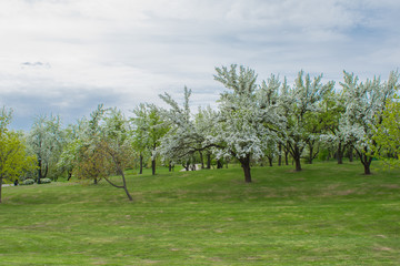 Pink blossoming trees along a fence Spring time background