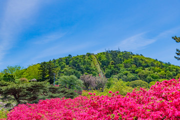 静岡県伊東市　小室山公園のツツジ