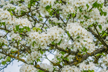 Pink blossoming trees along a fence Spring time background