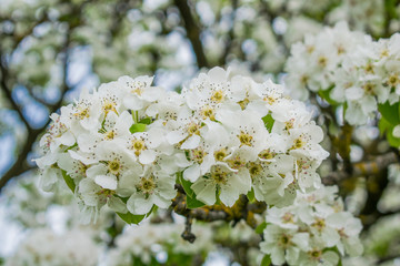 Pink blossoming trees along a fence Spring time background