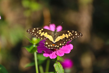Butterfly on perple flower morning time