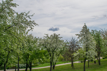 Pink blossoming trees along a fence Spring time background