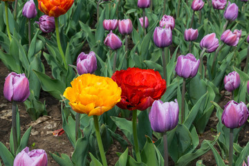 flowers terry tulips in spring in the park