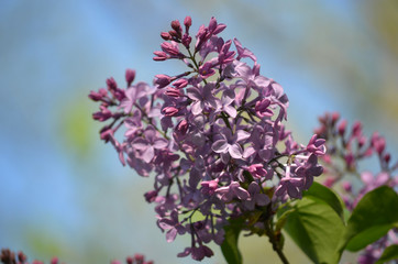 Lilac flowers, Syringa vulgaris, in a warn afternoon light, in a spring garden, blurred background