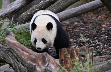 Fototapeta premium panda bear walks to look for bamboo