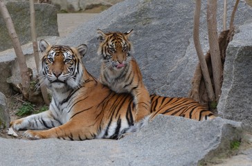mother and son tigers