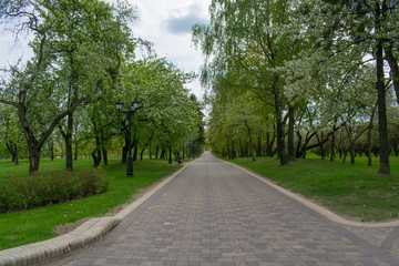 Fototapeta na wymiar tracks in spring park landscape against blue sky