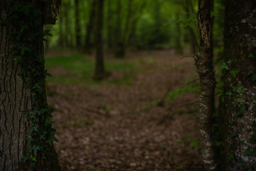 Foret premier plan nette