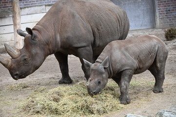 Naklejka premium mother and baby rinoceros
