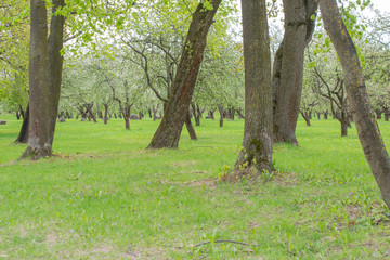 Closeup of a tree trunk texture in a park