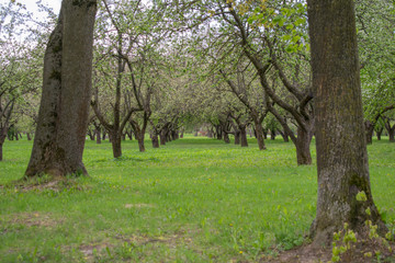 Closeup of a tree trunk texture in a park