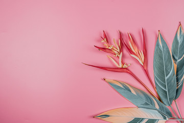 tropical flowers and summer concept from colorful flat lay and web banner design from heliconia with beauty leaf on pink vintage background