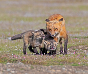 Red Fox and Kits