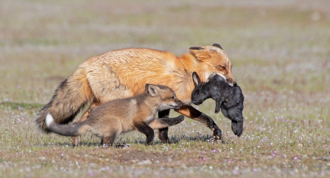 Red Fox and Kit with Rabbit