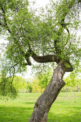 Closeup of a tree trunk texture in a park