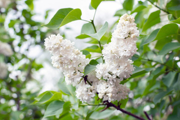 white lilac flower in May