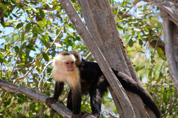 Cappucin monkey with a baby