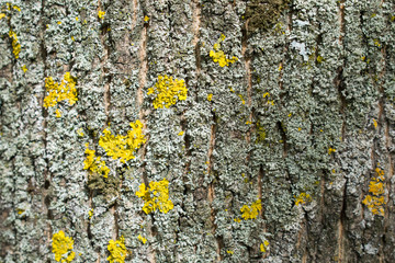 Closeup of a tree trunk texture in a park
