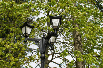 Lamp on the lawn In the garden with shrubs and lawns.