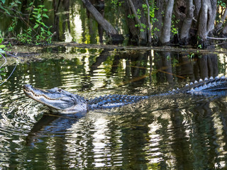 Alligator Smiling in a Slough