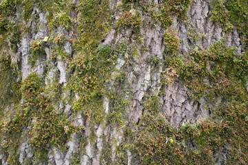 spring landscape river forest trees against a blue sky