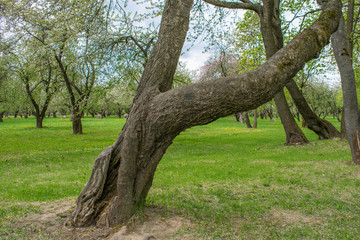 Closeup of a tree trunk texture in a park