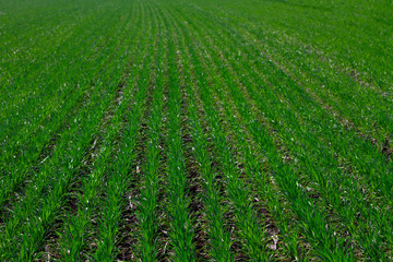 Green young shoots of wheat and barley crops in even rows go away. A large, endless field of young barley and wheat. Smooth rows of sown barley wheat.