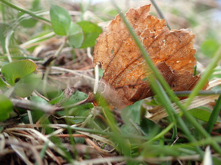 feuille morte