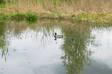 Portrait of a females of duck on the water