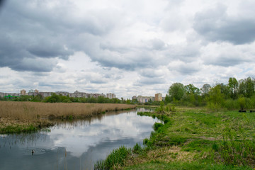 Portrait of a females of duck on the water