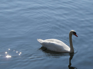 white swan on the lake in Switzerland