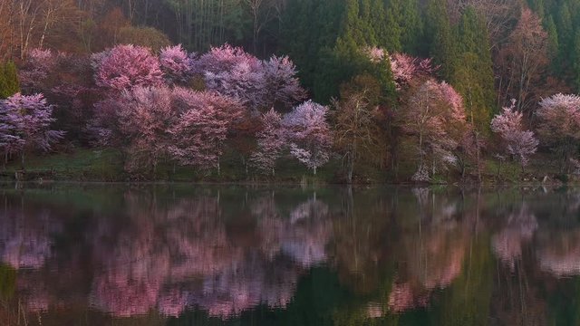 中綱湖の桜の朝