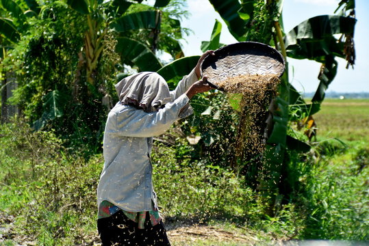 Santiago city, Isabela, Philippines, April 16, 2019, An old woman winnowing rice at the farm
