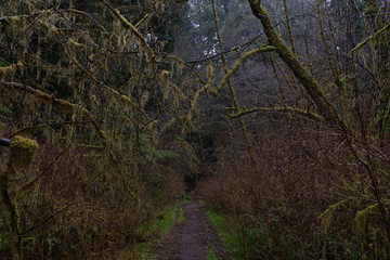 Redwood mystische Wald
